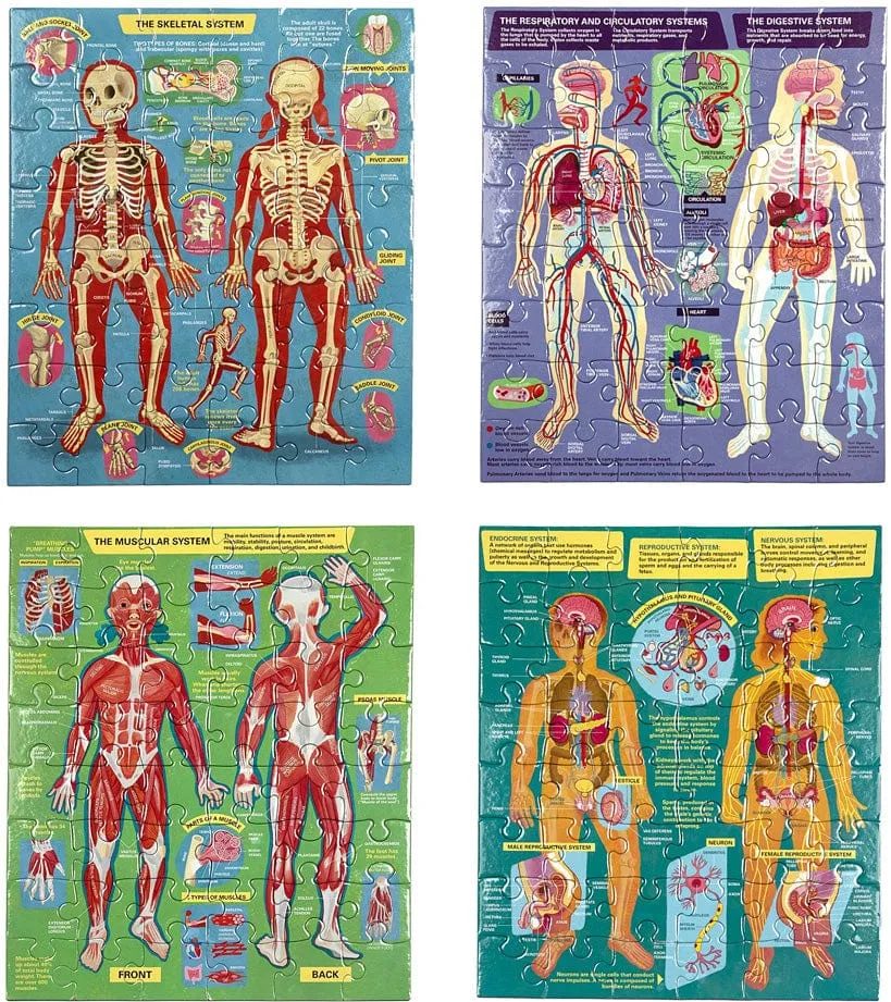 Eeboo Human Anatomy Body Systems - Four 48 Piece Puzzles