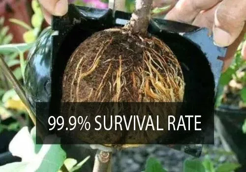 Plant Root Growing Box