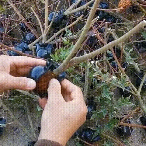 Plant Root Growing Box