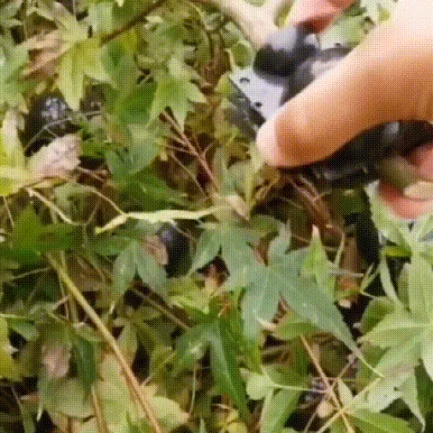 Plant Root Growing Box